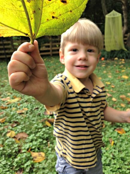kid picking big leaves as one of the outdoor fall activities for kids