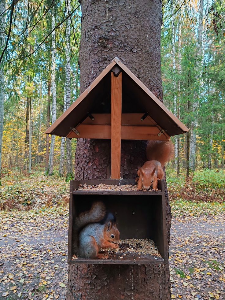 squirrel watching as one of the outdoor fall activities for kids