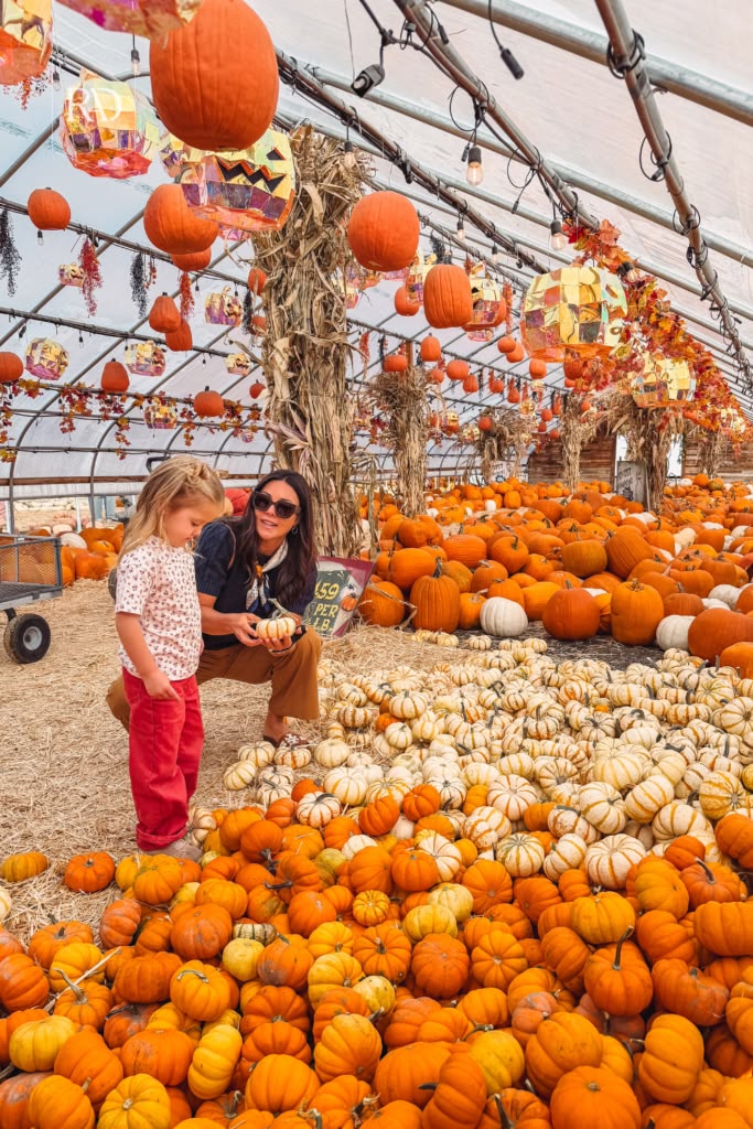 mom and kid picking pumpkin on pumpkin patch day