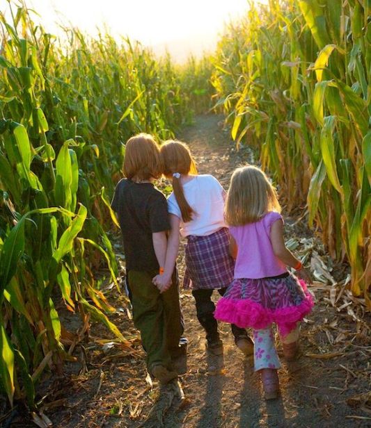 kids in a corn farm